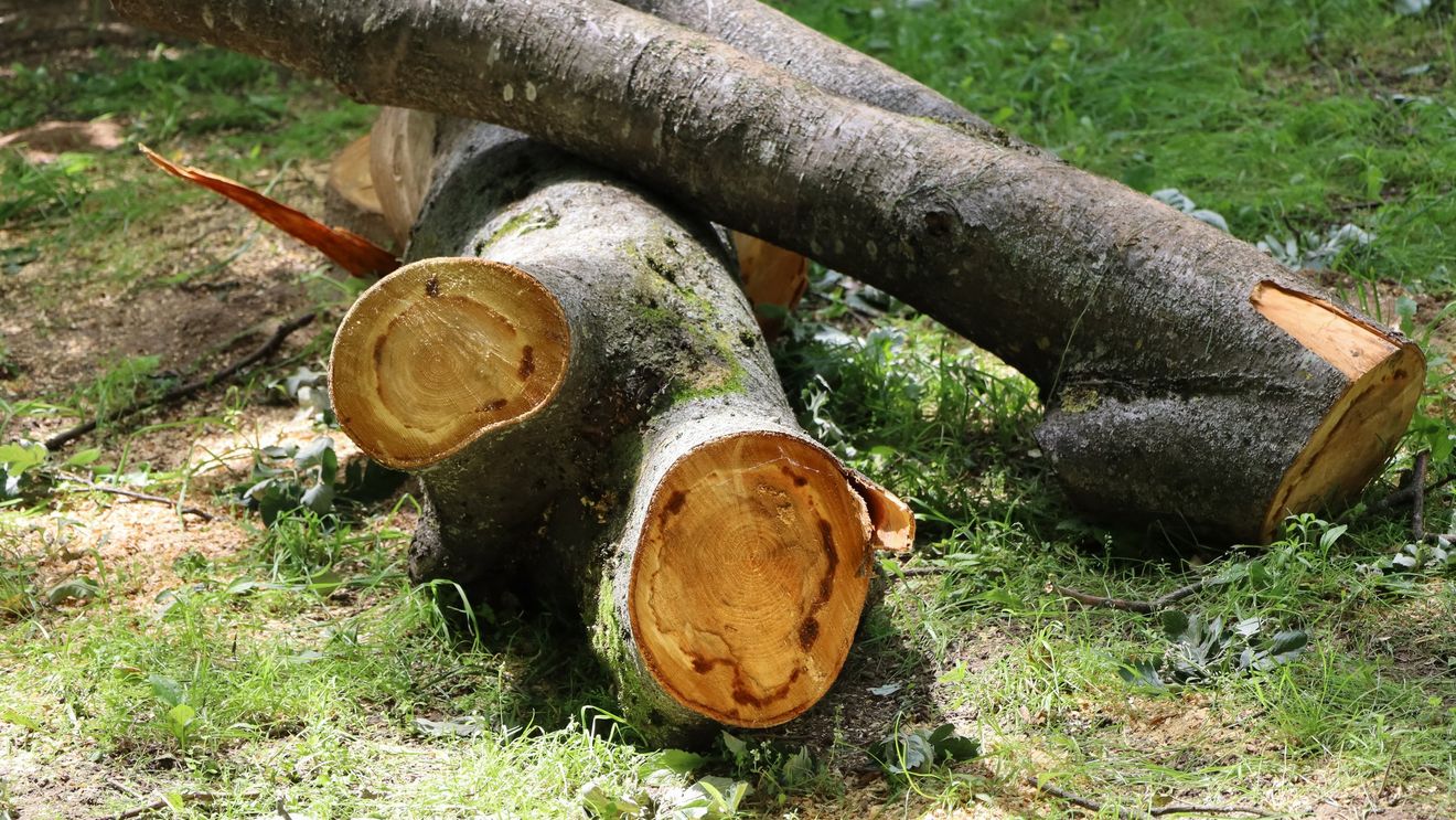 Proiect de OUG pentru tăierea ilegală a copacilor din orașe: până la 3 ani de închisoare / În cazurile documentate de G4Media, din Sectoarele 2 și 3 au dispărut în ultima săptămână peste 50 de arbori