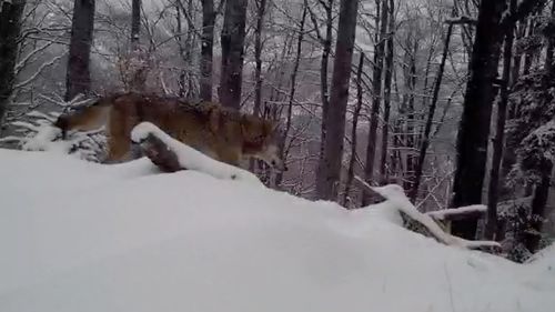 Eveniment rar, filmat în natură: Formarea unei perechi între un câine și o lupoaică / ”Unde e iubire, nu mai contează culoarea!”