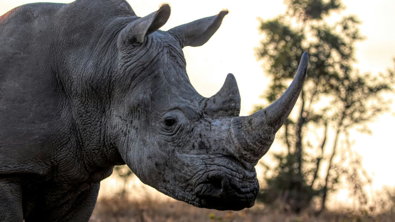 Victorie pentru natură în Kenya: Rinocerii negri revin în zone unde nu au mai fost văzuți de zeci de ani