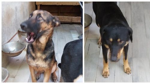 Trei câini au ucis toți cei șase canguri de la Grădina Zoologică din Timișoara / Au atacat și pasărea Emu, care a scăpat