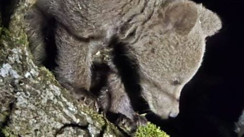 Pui de urs blocat cu capul într-un rezervor metalic, în Poiana Brașov / A fost salvat de jandarmi / A fost observat de către un turist