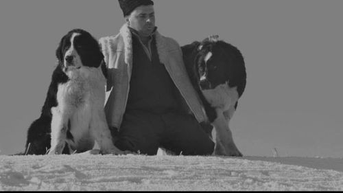 4 rase de câini din România: Nu sunt doar buni gardieni, ci și companioni afectuoși