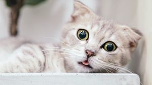 SofistiCAT - Salonul Felin Internaţional Bucureşti revine în weekend la Sala Palatului