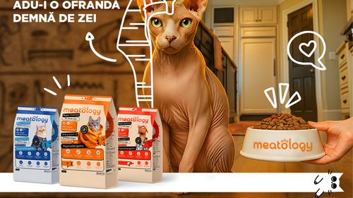 Meatology: brandul românesc super premium cu un model de business bazat pe expertiză medicală și formulare responsabilă