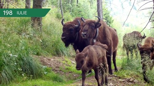 VIDEO 365 de zile în Munții Făgăraș / ”Viața așa cum curge natural” / Imagini cu mistreți, urși, lupi, iepuri, cerbi, vulpi și alte animale, pe același drum