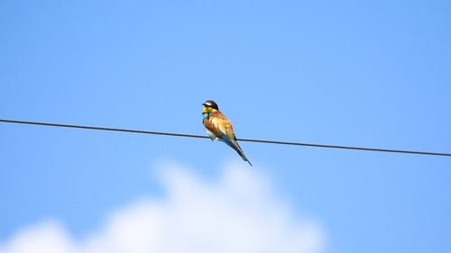 Misterul „păsărilor care explodează” se adâncește într-un oraș din California