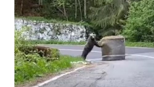VIDEO Un urs a fost filmat la Raliul Argeșului, când mută un balot de paie