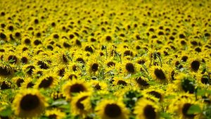 România, locul 1 în UE la producția de floarea-soarelui în 2025 / La cartofi, România s-a situat pe locul șase la suprafața cultivată și pe locul nouă la producția realizată