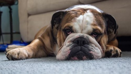 Reguli pentru a proteja animalele de companie de caniculă/ Medic veterinar: Cele mai afectate rase sunt, de obicei, cele care au părul foarte lung sau rasele brahicefalice, precum mopsul sau bulldogul