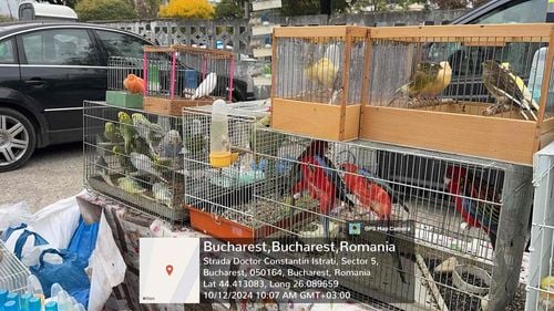 VIDEO Garda de Mediu: 70 de păsări sălbatice au fost eliberate în mediul natural, în urma unor acțiuni prin târgurile din București și din țară