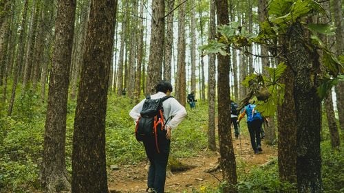 A fost semnat contractul de finanţare pentru cea mai mare pădure urbană din România / 60 de hectare cu bani din PNRR