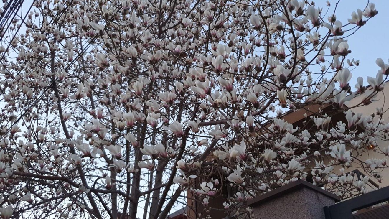 Poza zilei: Au înflorit magnoliile în București în februarie