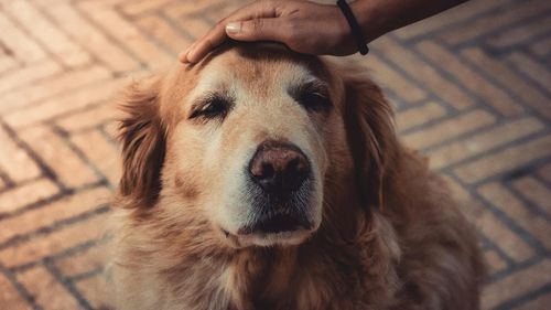 VIDEO EXCLUSIV | Când este considerat un câine senior: 6 măsuri speciale pentru a-l menține sănătos, explicate de medicul veterinar Beatrice Ilea