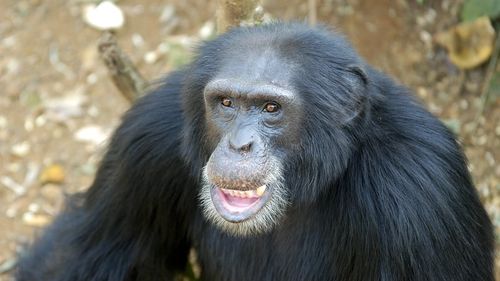 Sanctuarul pentru cimpanzei Tacugama, înfiinţat în urmă cu 30 de ani de Bala Amarasekaran, a devenit principala destinaţie ecoturistică din Sierra Leone