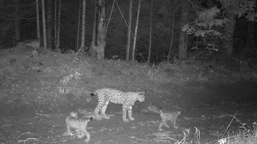 Pauza de respirație: Imagini rare cu o femelă râs și doi pui care se joacă într-o pădure din Neamț / Istoria complicată a unui prădător nocturn fascinant