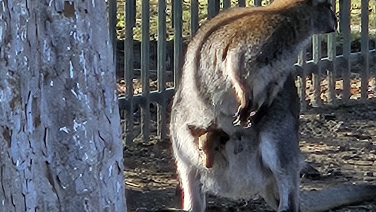 Cangur pitic, născut în captivitate la Grădina Zoologică din Craiova
