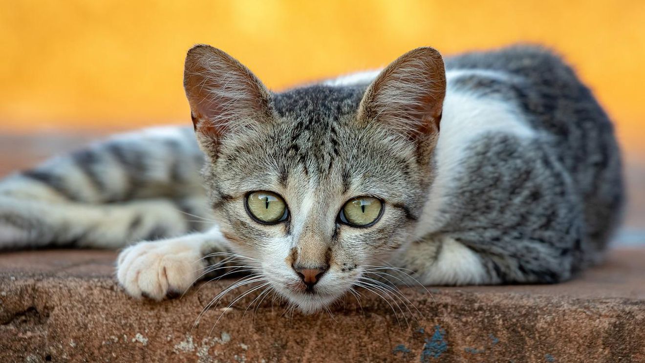 A început campania de sterilizare gratuită a pisicilor fără stăpân din București/ Cum te poți programa la clinica veterinară mobilă