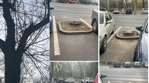 Zeci de copaci uscați de pe Bulevardul Tineretului din București, defrișați cu aviz semnat de Nicușor Dan/ Majoritatea arborilor au murit din 2019, după reabilitarea trotuarului de către Primăria sectorului 4