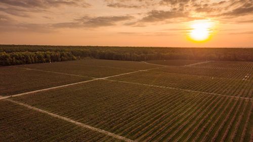 REPORTAJ FOTO | Afacerea din Dâmbovița care duce afinele românești pe mesele din toată Europa / Camil Perian (fermier): „În perioada culesului, angajăm 1.000 de zilieri”
