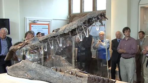 Cum arată un "T-Rex subacvatic": Craniul aproape intact al unui pliozaur, descoperit în Marea Britanie