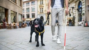 EXCLUSIV | Câini ghid pentru nevăzători: Cât durează antrenamentul lor special / Tot ce trebuie să știi despre pregătirea unui câine ghid (VIDEO)