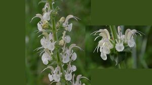 Societatea Ornitologică: O nouă specie de plantă descoperită în România, pe pajiștile din Dobrogea / Această specie de salvie a stat pur și simplu ascunsă la vedere timp de secole, fiind identificată eronat ca Salvia austriaca, o specie comună din Europa Centrală
