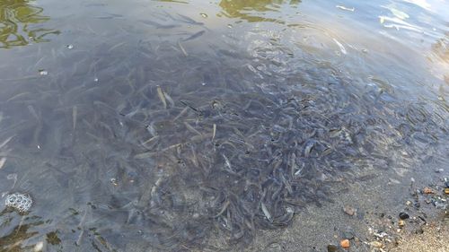 Prefectura judeţului Mureş propune mai multe soluţii tehnice urgente pentru asigurarea apei potabile în zonele afectate de creşterea salinităţii în râul Târnava Mică / S-a reluat furnizarea apei menajere în Târnăveni, Găneşti, Adămuş şi Băgaciu