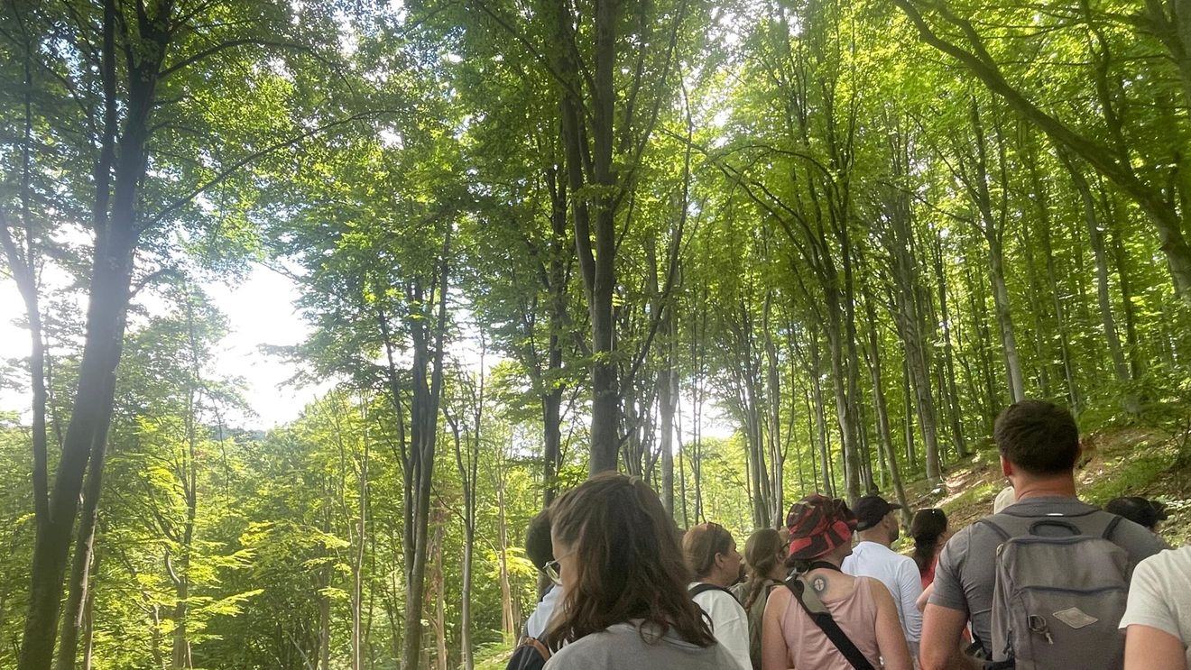 REPORTAJ | După două ore în pădurea de fag din Munții Făgăraș, nu mai privești niciun copac la fel. Lecțiile despre viața secretă a arborilor de pe Valea Moașei, spre Cabana Suru