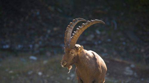 STUDIU Caprele alpine îşi sporesc activitatea pe timpul nopţii pe măsură ce clima devine mai caldă