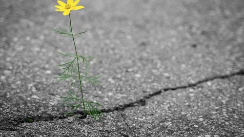 Mai multe străzi din Sectorul 3 sunt construite peste conducte ale Transgaz / Prefect: ”Situaţia pare destul de problematică. Pe termen lung, pot apărea nişte probleme destul de grave”