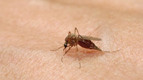 Număr record de cazuri de boli transmise de ţânţari în Europa, anunță Centrul European pentru Prevenirea şi Controlul Bolilor