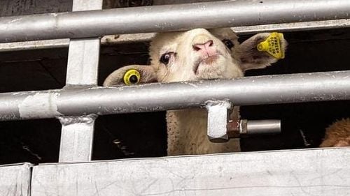 Noi focare de pesta micilor rumegătoare confirmate în mai multe localități din Tulcea și Constanța / ANSVSA susține că exportul de ovine nu va fi oprit