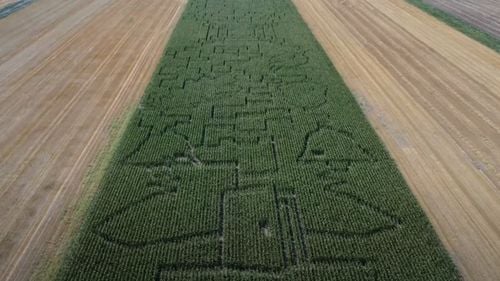 VIDEO Labirint de peste patru hectare într-un lan de porumb la Kiszombor, lângă granița cu România. Vizitatorii pot petrece peste o oră pentru a ajunge la ieșire, dacă nu se rătăcesc