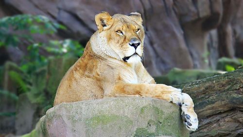 Alarmele au răsunat într-o grădină zoologică din Sydney după ce cinci lei au evadat din adăpostul lor/ Un pui a fost tranchilizat pentru a fi adus înapoi