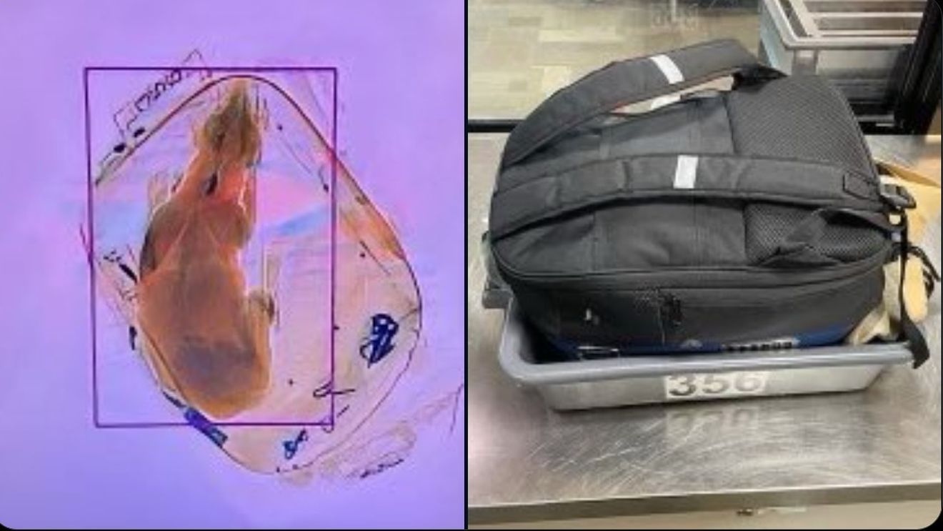 Autoritățile din SUA au descoperit un câine într-un bagaj de mână la un punct de control al unui aeroport din Wisconsin