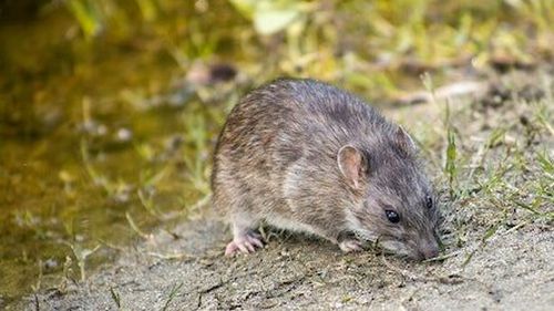 Trei exemplare de hamster românesc sau dobrogean au fost găsite în Rezervaţia Biosferei Delta Dunării / Specialiştii susţin că este un animal rar, iar numărul de exemplare este în scădere