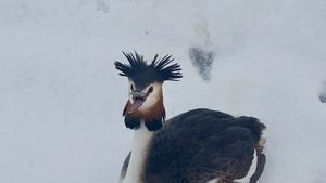 FOTO Un Corcodel mare, salvat de un polițist local / Pasărea face parte dintr-o specie protejată și a zburat din Delta Văcărești /  ”Probabil a căzut din cauza epuizării sau a condițiilor meteo”