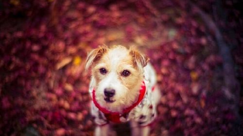 Câinii nu latră fără motiv. Ce culori, forme și emoții percep animalele care ne iubesc necondiționat / Cum văd lumea din jur