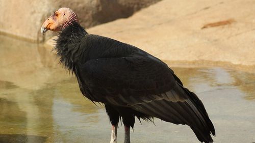 STUDIU Condorul californian, o specie aflată în pericol critic de dispariție, poate să se reproducă fără împerechere / Cercetători: „A fost o mare surpriză. Nu ne aşteptam să descoperim aşa ceva”