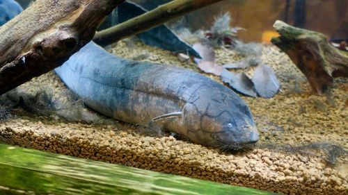 Acest pește ciudat merge pe uscat şi poate trăi în afara apei. Și asta nu este tot: are de 30 de ori mai mult ADN decât oamenii, un nou record pentru animale