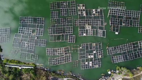 Ce vor cercetătorii români să introducă în Marea Neagră. Ar fi pentru prima dată când se întâmplă așa ceva