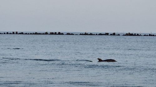 FOTO VIDEO Delfinii se joacă aproape de mal, pe o plajă din Mamaia