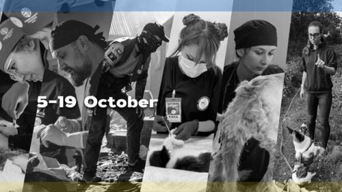 Medici veterinari fără frontiere. Misiune umanitară veterinară în Ucraina: Ajutor din România pentru animalele afectate de război