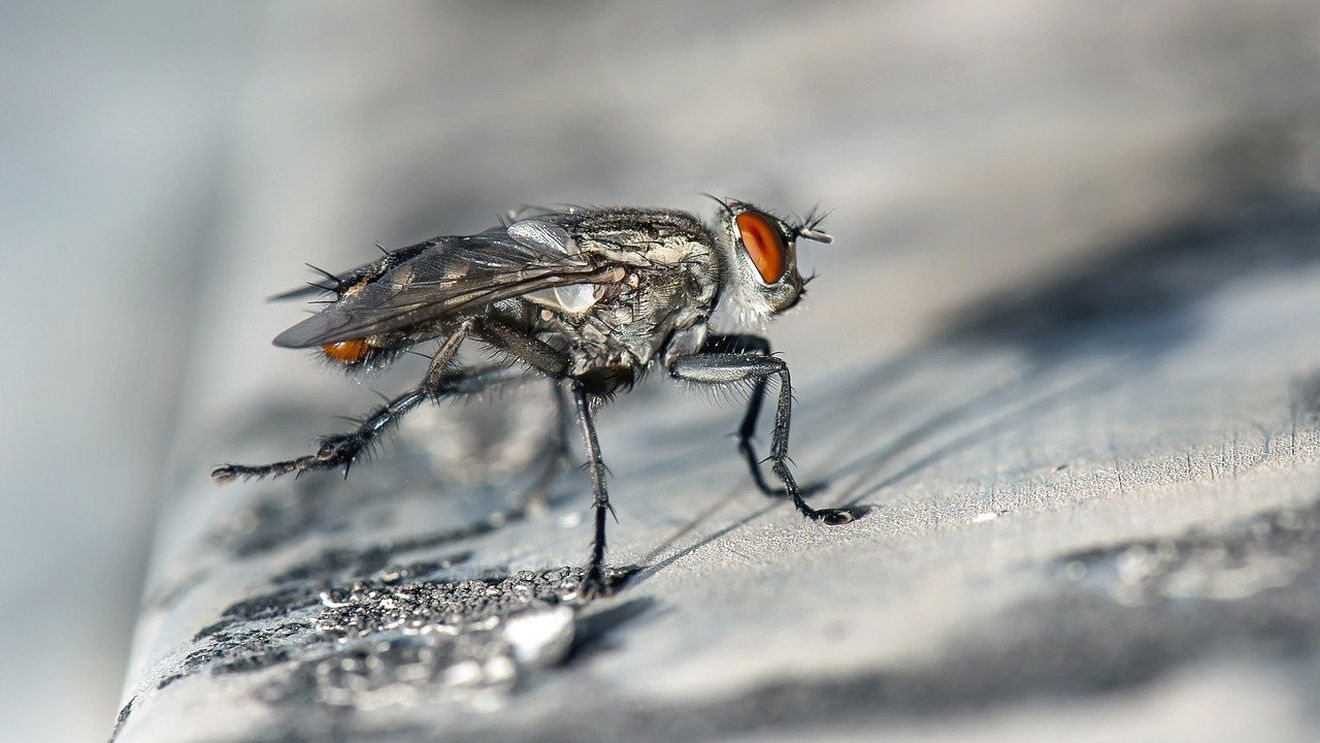Un francez şi-a distrus parţial locuinţa în timp ce încerca să omoare o muscă