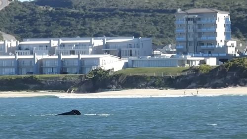 O balenă ucigașă, filmată în timp ce ucide un mare rechin alb în largul coastelor Africii de Sud