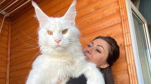 Kefir, motanul gigant de 13 kilograme pe care lumea îl confundă cu un câine