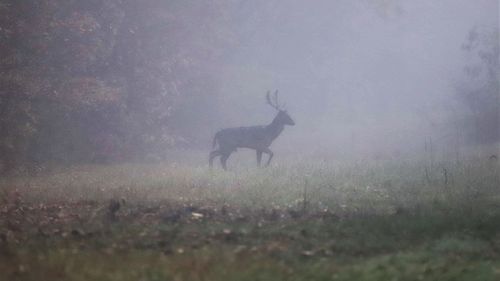 Aproape toți cerbii de trofeu rezervați anul acesta Direcției Silvice Harghita au fost vânați / ”Vânătorul nu plătește nimic spectaculos, în afară de trofeu. Costă 2.000-3.000 de euro fiecare ieșire în teren„