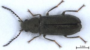 O specie de insectă, descoperită pentru prima oară în România în rezervația Dunele Marine de la Agigea