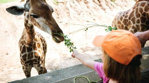 Ne place să mergem la grădina zoologică, dar oare animalele ne suportă? Cum se simt în prezența noastră: un studiu amplu arată surprize uriașe