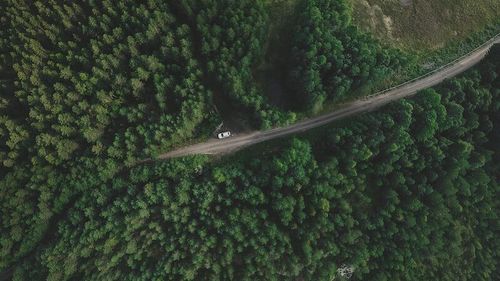 Moarte masivă a pinilor în regiuni din sudul Finlandei